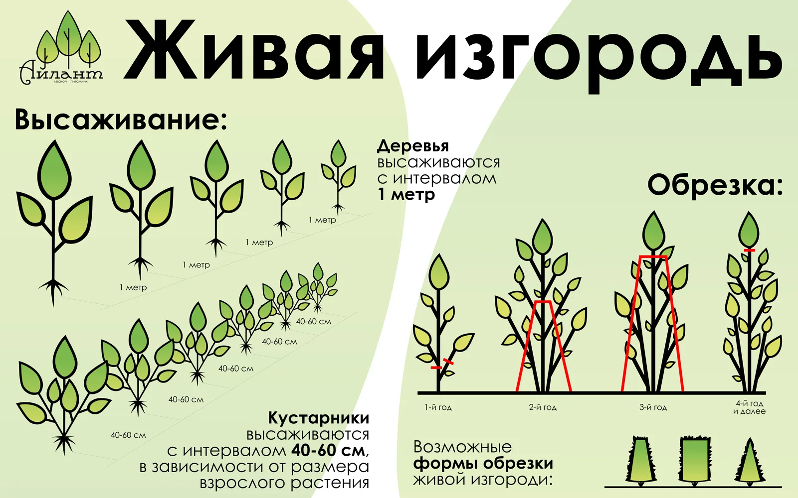 Живая изгородь